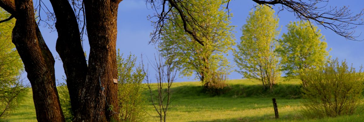 Fotos vom Bayerischen Wald